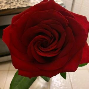 Meet your Posher, Marie